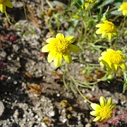 lasthenia californica